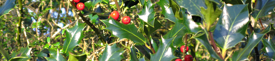 holly01