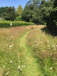 Orchard Mowed Path