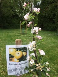 Orchard Apple Tree Duchess's Favourite