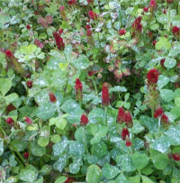 Crimson Clover