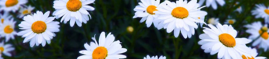 daisies2 Daisies